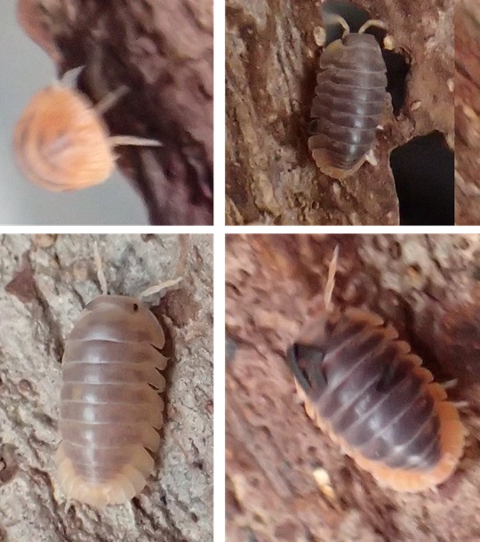 ミヤコネッタイコシビロダンゴムシ8 | 萌萌虫雑記帳