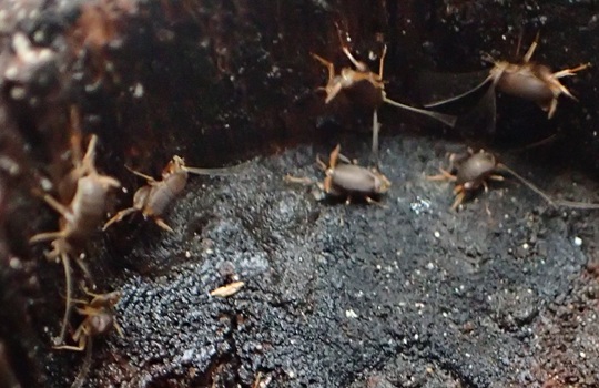 ミナミアリヅカコオロギ5 | 萌萌虫雑記帳