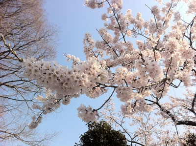 2011Sakura