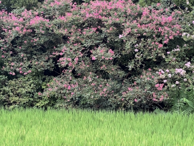 蘇州本物ですさい後の写真が裏からの写真です 馬鹿馬鹿しい