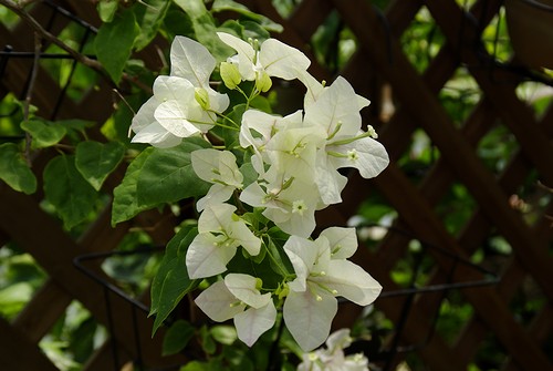 Bougainvillea peruvianaPapillon