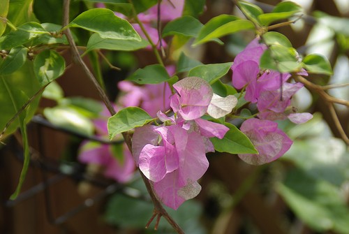 BougainvilleaTimma