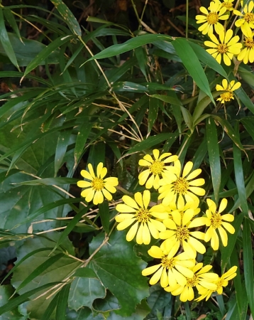 九州全域にツワブキの花が咲き乱れてます。 | 親方の隠し部屋