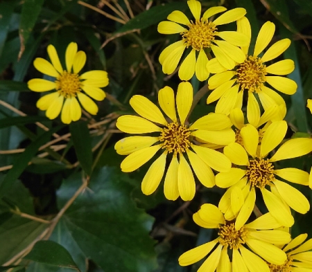 九州全域にツワブキの花が咲き乱れてます。 | 親方の隠し部屋