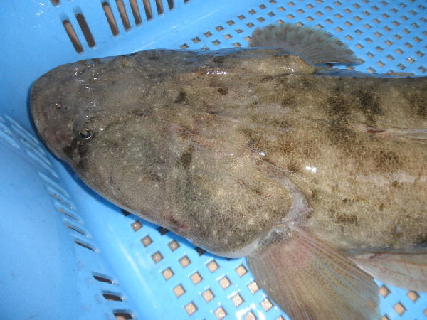 魚のコチを漢字で書くと、鯒と書きます。 | 親方の隠し部屋