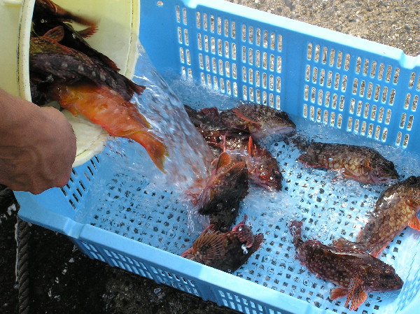 冬の釣物の笠子を料理してみた | 親方の隠し部屋