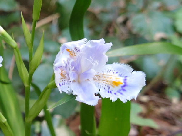 この花の名はシャガ | 親方の隠し部屋