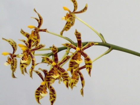 洋蘭原種の世界 Phalaenopsis mannii | 赤平胡蝶蘭だより | 北海道から