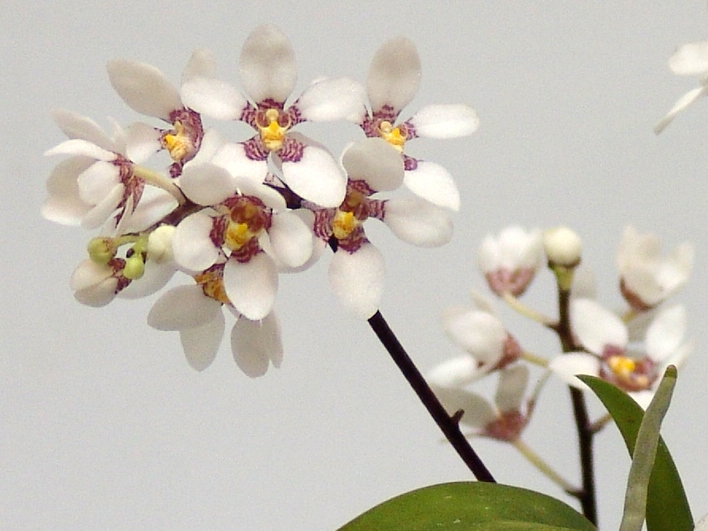 洋蘭原種の世界 Sarcochilus hartmannii | 赤平胡蝶蘭だより | 北海道