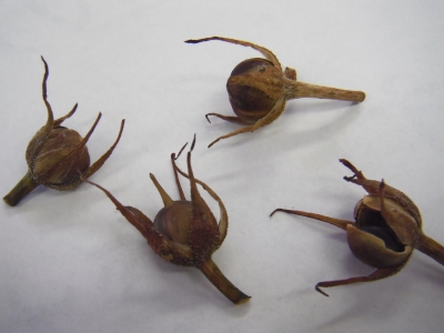 アサガオ : たねからたねまで アサガオ 新装版: たねからたねまで (科学のアルバム植物 1