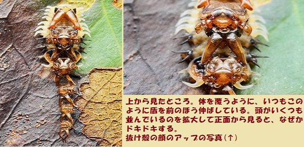 閑仁耕筆 海外放浪生活 彷徨の末 日々之好日 涯 如水 壺公