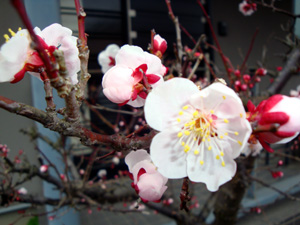 ume