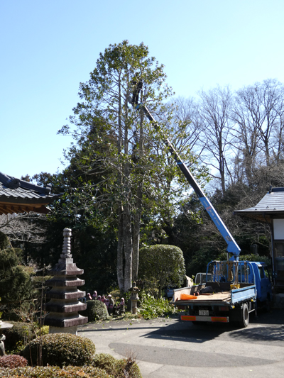 多羅葉樹の枝の伐採 | 瑞雲寺だより