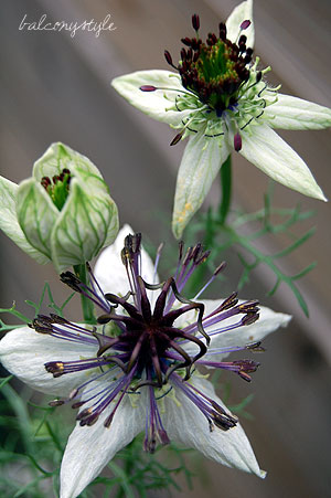 Nigella̾ͳ̤ι