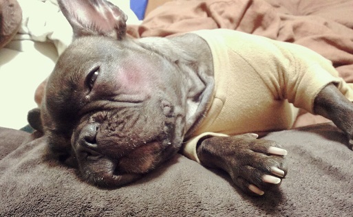 Resultado de imagen para ç¬ french bulldog jeæ·±ã