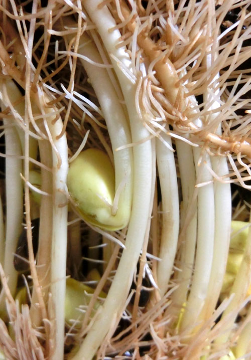 もやし用新大豆その後 | おや爺のブログ