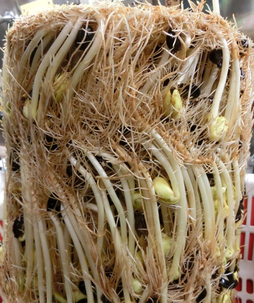 もやし用新大豆その後 | おや爺のブログ