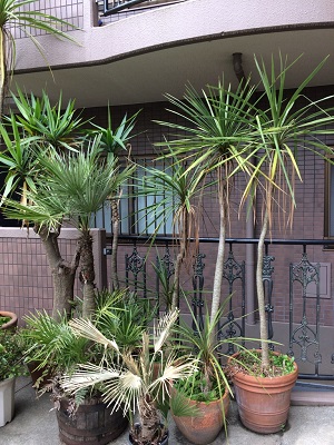 感謝価格 ニオイシュロラン 植物 観葉植物 8428円blog Grupostudio Com Br