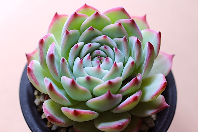 素晴らしい交配種、エケベリア・チワワリンゼ | 陽だまりの多肉ハウス 