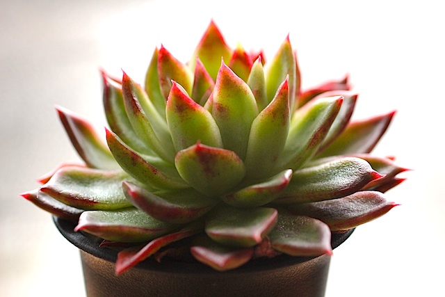 ギルバ錦 多肉植物 エケベリア アガボイデス ｜花、園芸