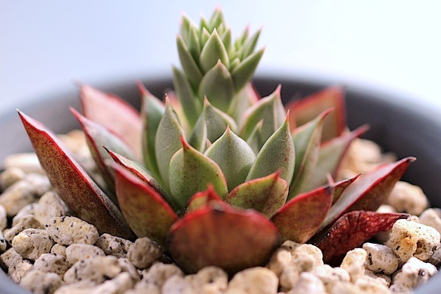 プシュケ 多肉植物 tolimanensis×ザラゴーサSPノバ 現物商品