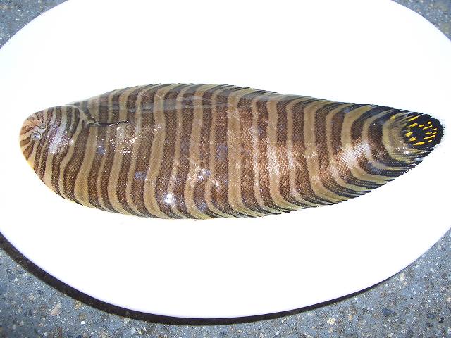 【一点物】　レントゲン魚拓　舌平目 一点物】 レントゲン魚拓 舌平目 舌平目？ | ひらまる日記