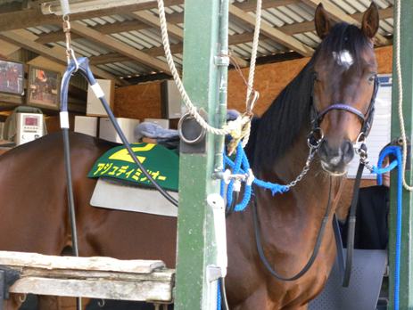 名馬 アジュディミツオー | 南関魂 高橋華代子の南関東競馬ブログ