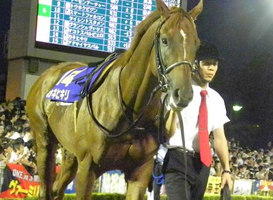 帝王賞優勝 フリオーソ | 南関魂 高橋華代子の南関東競馬ブログ