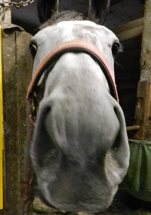 JBCに宮城県生まれの馬が登場！！！ | 南関魂 高橋華代子の南関東