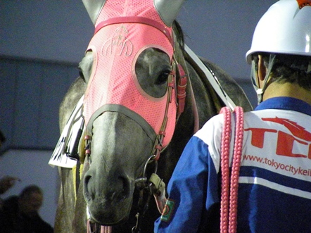 JBCに宮城県生まれの馬が登場！！！ | 南関魂 高橋華代子の南関東