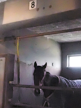 セニョールベストのはじまり。 南関魂 高橋華代子の南関東競馬ブログ