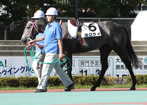 17棲졼