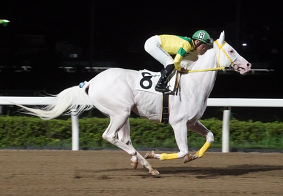 白毛のスーパーアイドル・アオラキ～ | 南関魂 高橋華代子の南関東競馬