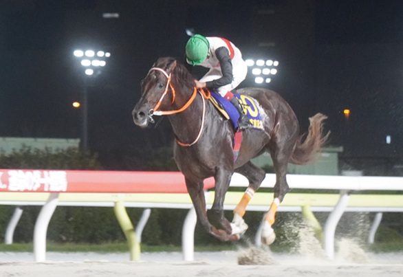 マルカンラニ@7日発送 マルカンラニ (Marukan Lani) | 競走馬データ