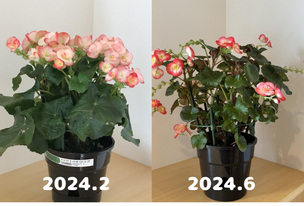 リーガースベゴニア（エラチオールベゴニア）の花が終わったら。 | Okitayama オキタヤマ