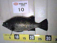 MEBAKIN-10礵29.5cm