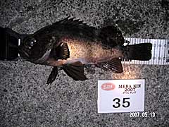 MEBA KINȥ꡼No35ʡĤ25.5cm