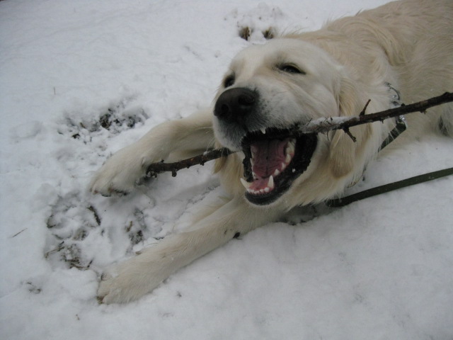 Resultado de imagen para great pyrenees 雪の中を歩く