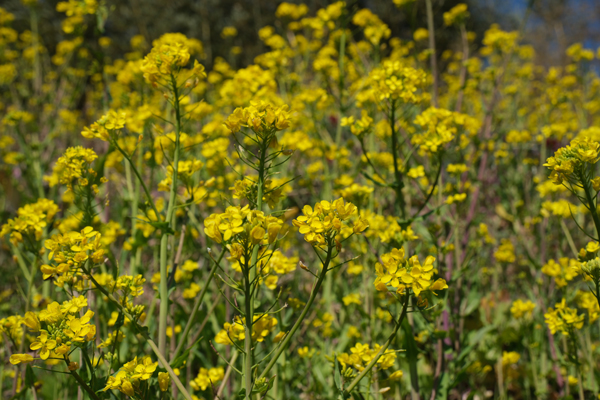 slowtaper DISTILL GL54スローテーパー ローカル ロッド