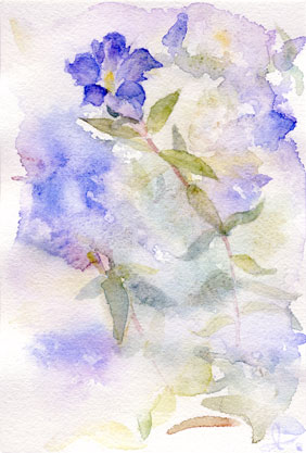 紫陽花とリンドウ　水彩画 紫陽花とリンドウ 水彩画 高原に咲いていたリンドウ | 藤原香奈の水彩日記