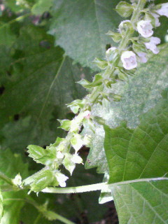 shiso