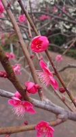 ume2