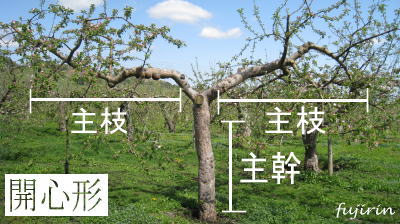 りんご樹形 | FUJIRIN-フジタ林檎園BLOG-