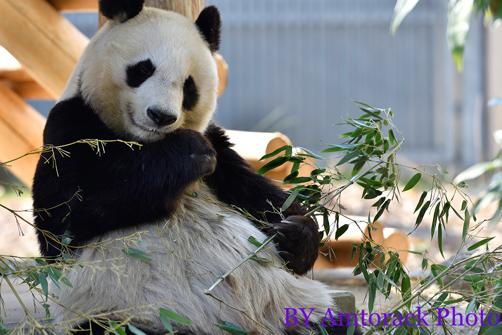 タンタン・・・ | 動物園より・・・・ 時々雑多写真展。