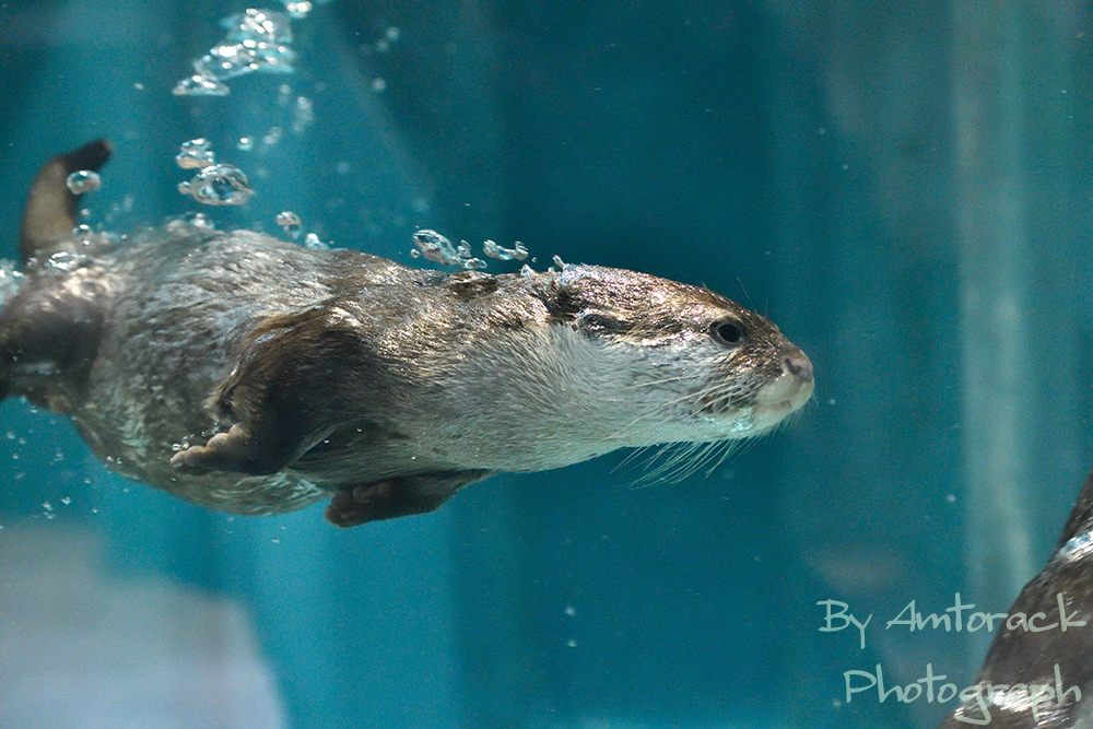 泳ぐカワウソ君!! | 動物園より・・・・ 時々雑多写真展。