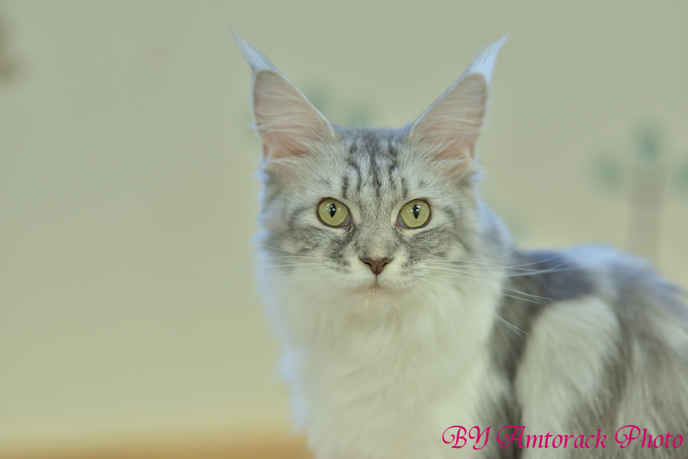 猫カフェIN梅田 7 | 動物園より・・・・ 時々雑多写真展。