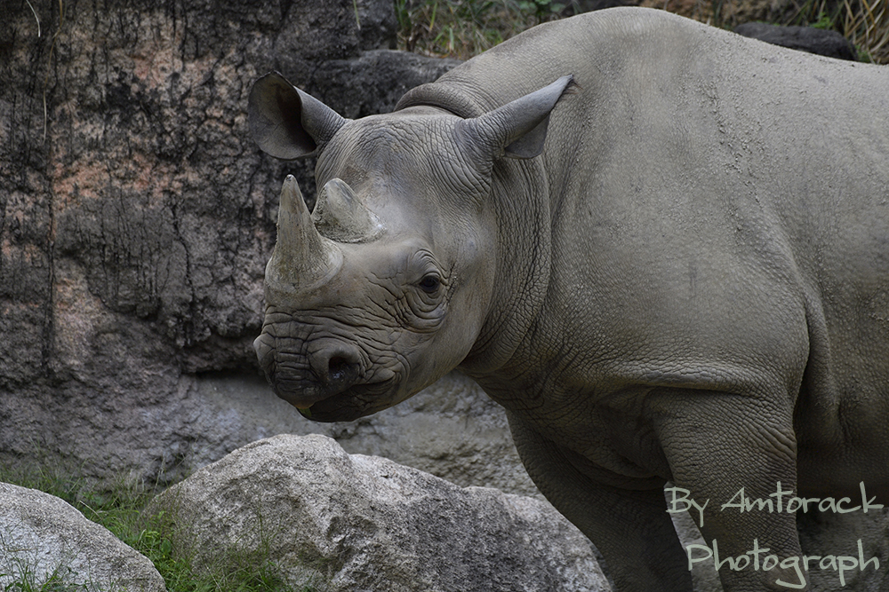 クロサイIN天王寺動物園 13 | 動物園より・・・・ 時々雑多写真展。