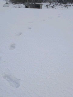 130219footprint.jpg