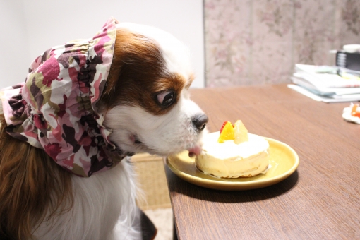 Image result for cavalier 犬 抱きしめる