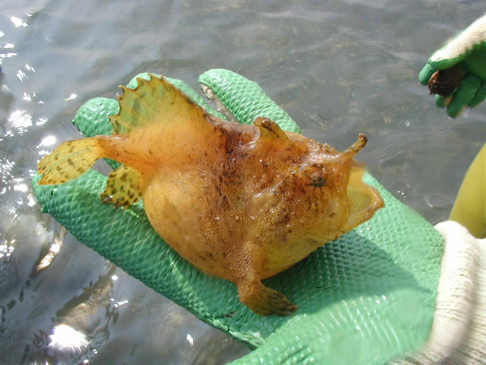 アマモ場の生きもの アマモ場の生きもの 【公式通販】